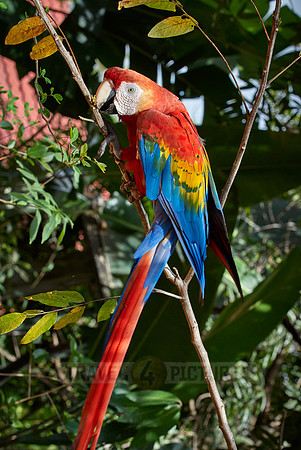 scarlet macaw, Ara Macao