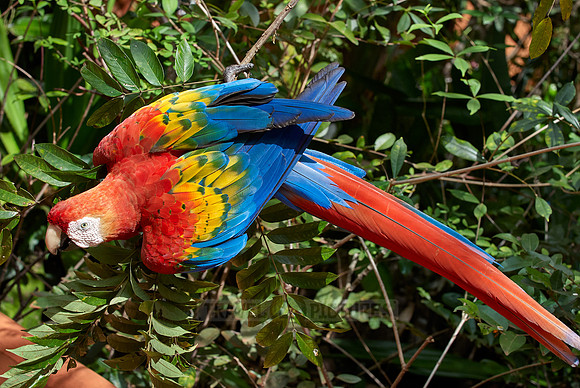 scarlet macaw, Ara Macao
