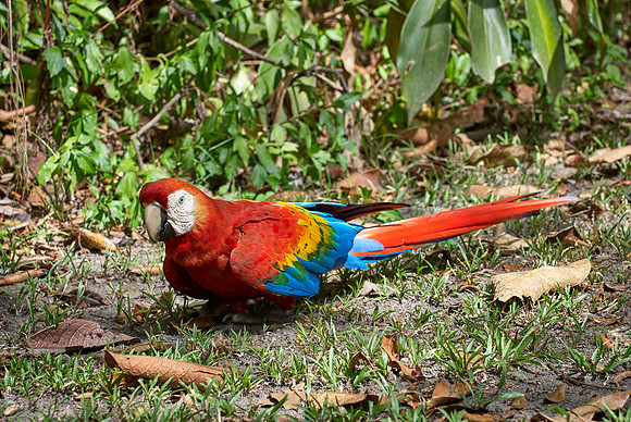 scarlet macaw, Ara Macao