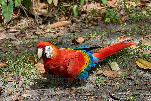 scarlet macaw, Ara Macao