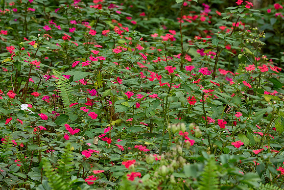 carpet of flowers of Busy Lissy