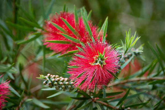 Powder-puff plant