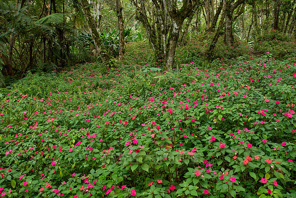 carpet of flowers of Busy Lissy