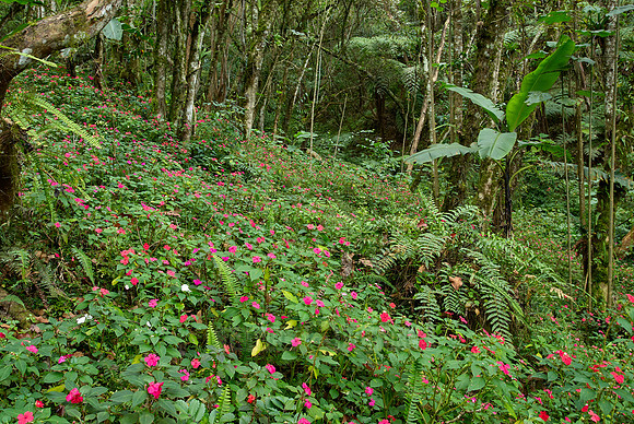 carpet of flowers of Busy Lissy