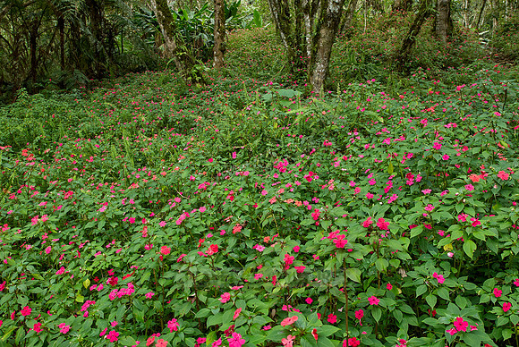 carpet of flowers of Busy Lissy