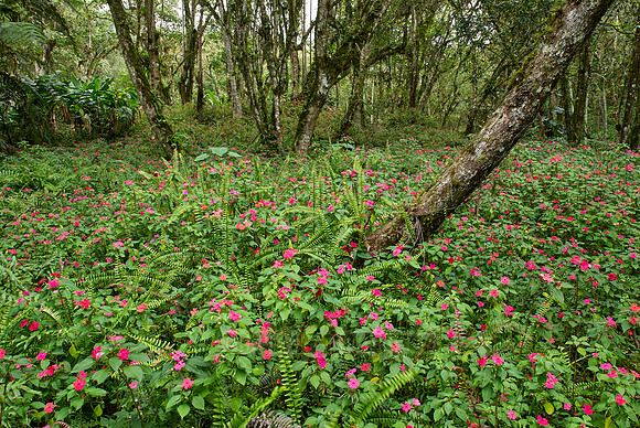 carpet of flowers of Busy Lissy