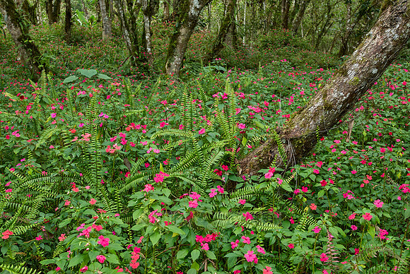 carpet of flowers of Busy Lissy