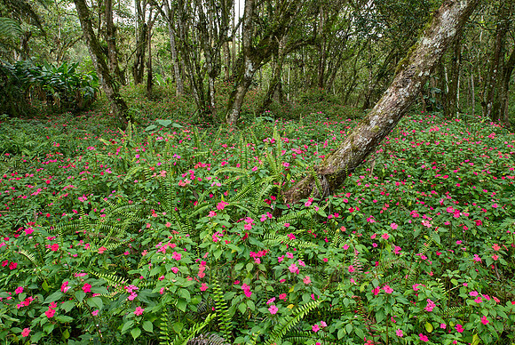 carpet of flowers of Busy Lissy