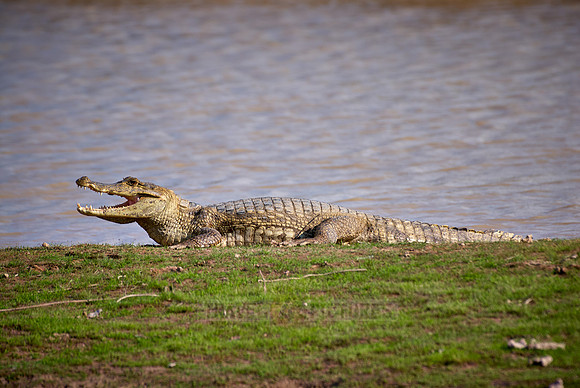Common caiman lying in the sun