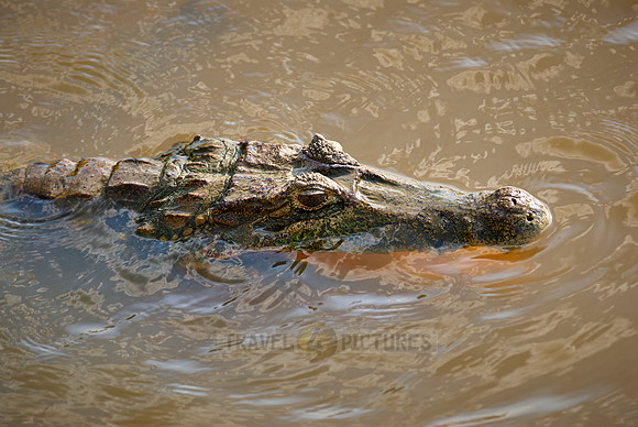 swimming Common caiman