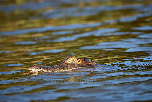 swimming Common caiman
