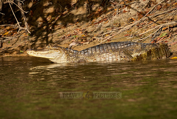 Common caiman lying in the sun