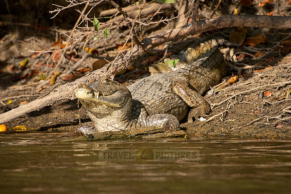 Common caiman lying in the sun