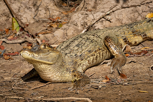 Common caiman lying in the sun