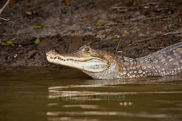 Common caiman, Caiman crocodilus
