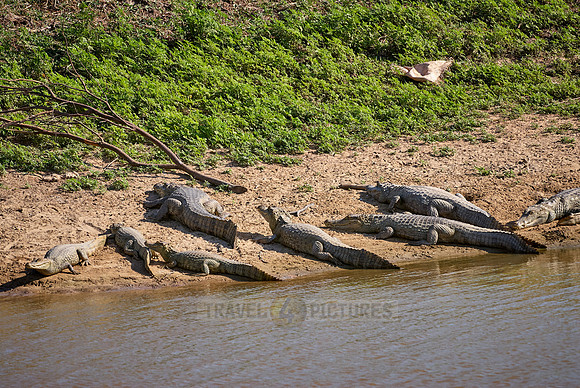group of Common caimans lying in the sun
