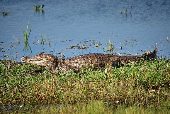 Common caiman lying in the sun