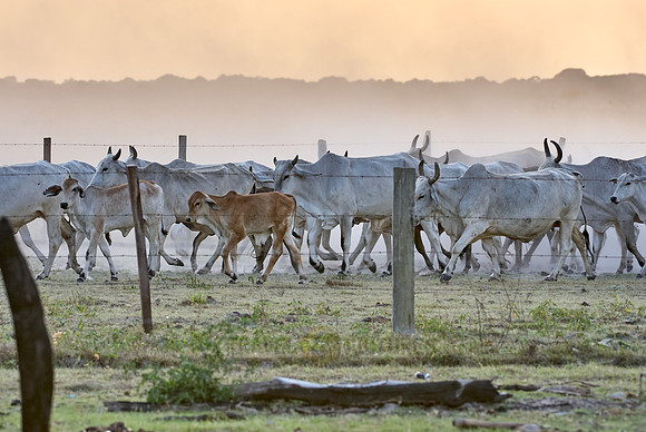 COWS on HACIENDA