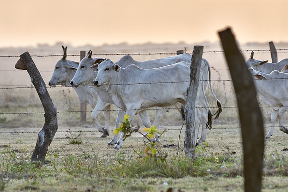 COWS on HACIENDA