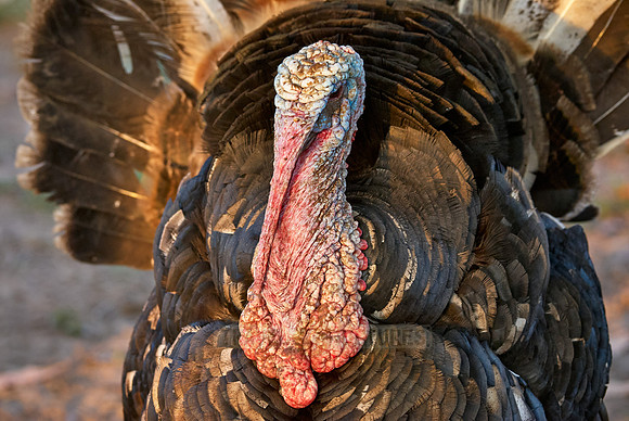 turkey,Meleagris gallopavo