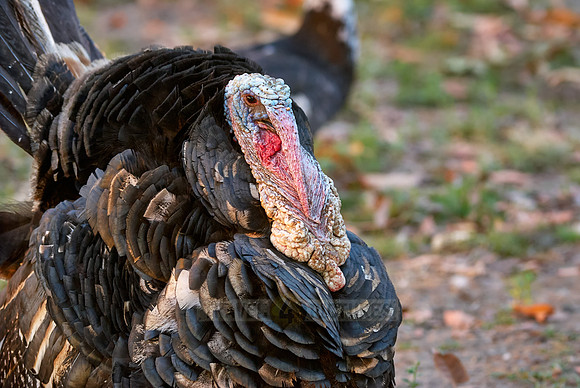 turkey,Meleagris gallopavo