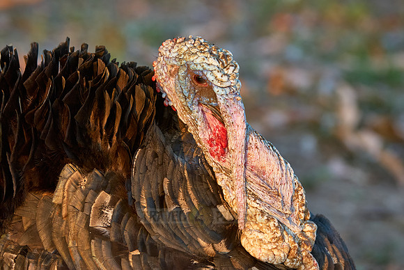 turkey,Meleagris gallopavo