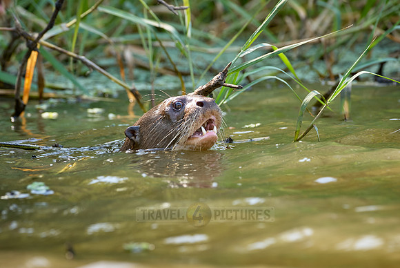 giant otter