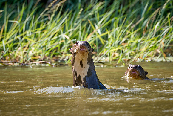 giant otter
