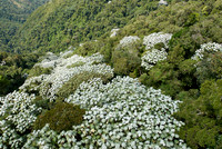 canopy of leaves
