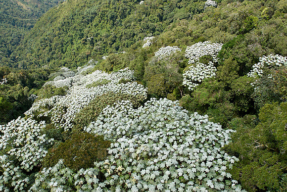 canopy of leaves