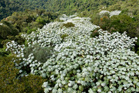 canopy of leaves