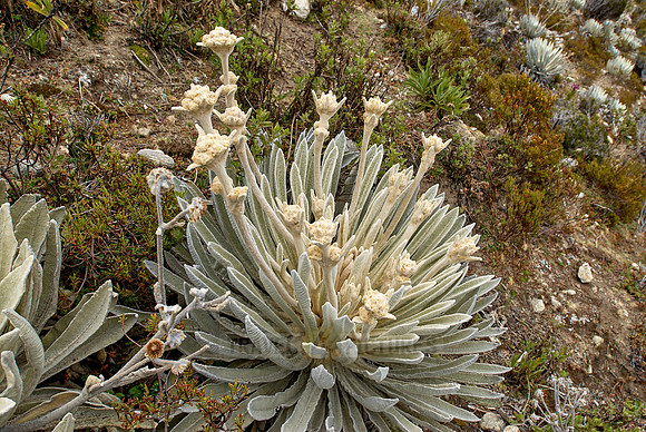 Frailejon, Espeletia schultzii