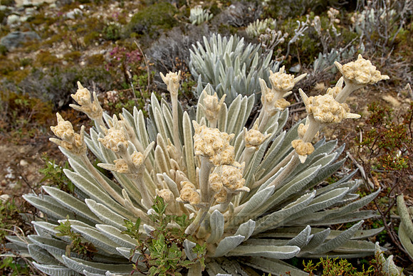 Frailejon, Espeletia schultzii
