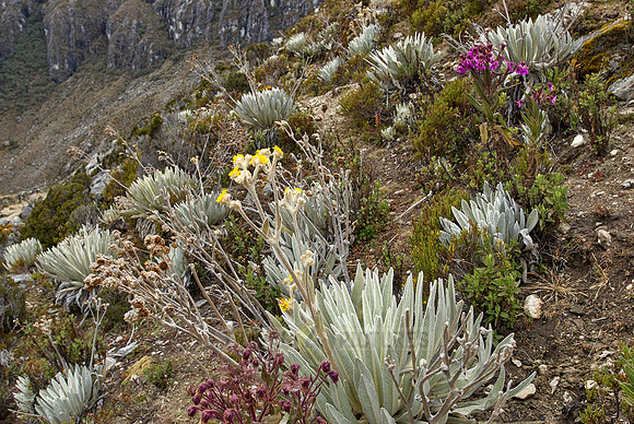 Frailejon, Espeletia schultzii