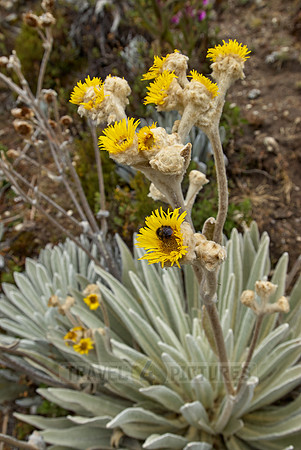 Frailejon, Espeletia schultzii