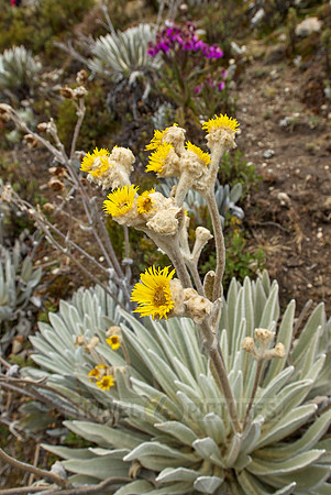 Frailejon, Espeletia schultzii