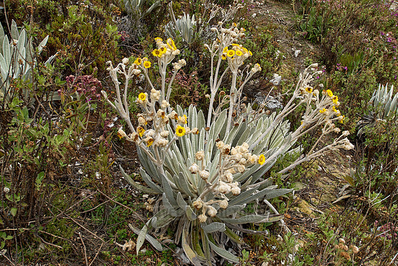 Frailejon, Espeletia schultzii