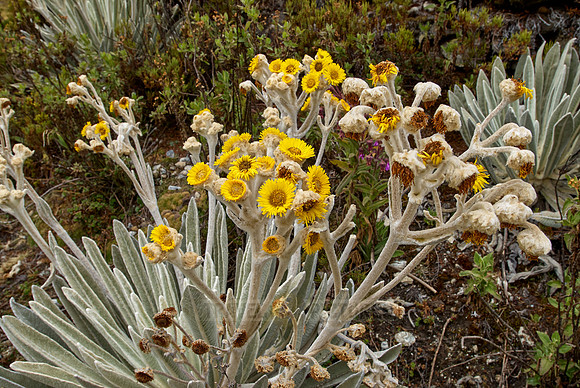 Frailejon, Espeletia schultzii