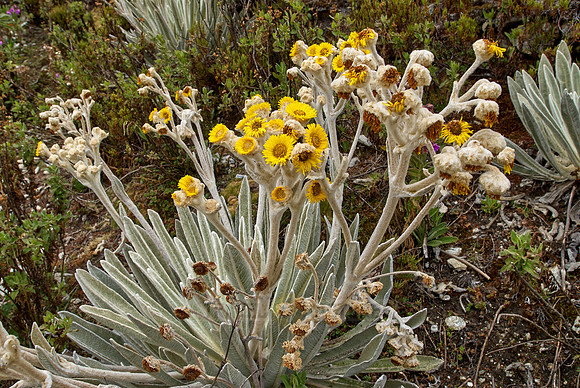 Frailejon, Espeletia schultzii