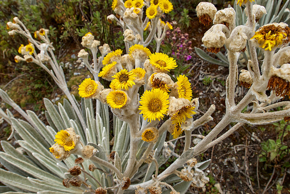 Frailejon, Espeletia schultzii