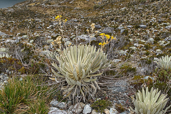 Frailejon, Espeletia schultzii