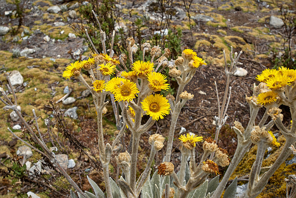 Frailejon, Espeletia schultzii
