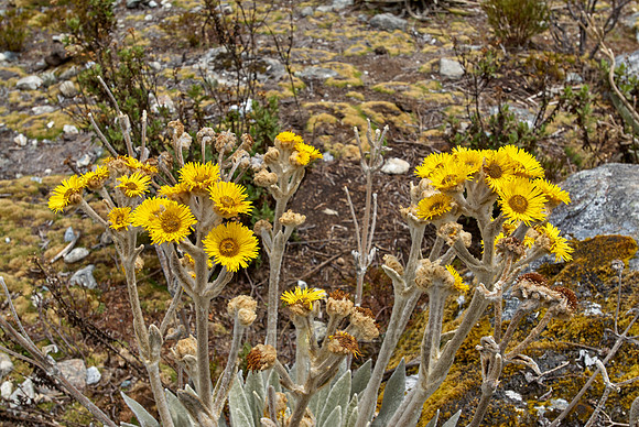 Frailejon, Espeletia schultzii