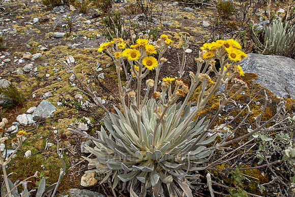 Frailejon, Espeletia schultzii
