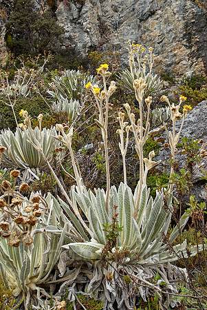 Frailejon, Espeletia schultzii
