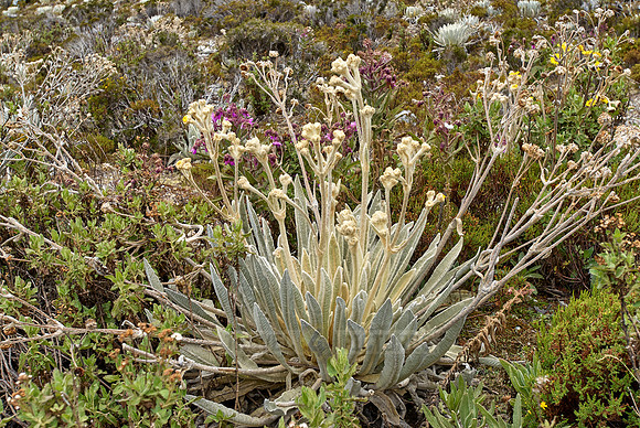 Frailejon, Espeletia schultzii