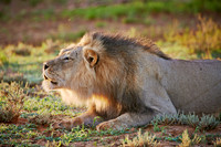 male lion (Panthera leo)