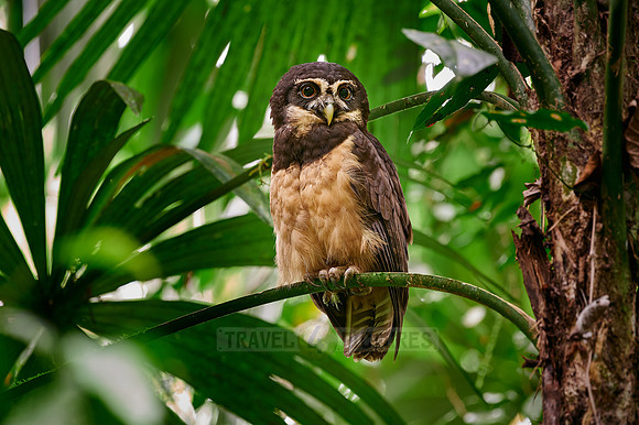 spectacled owl (Pulsatrix perspicillata saturata)