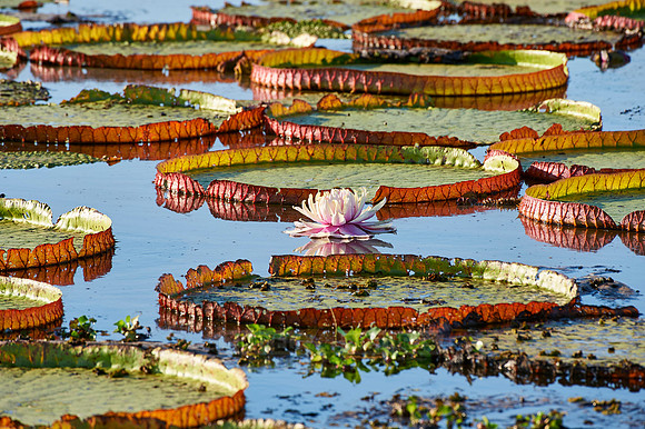 Giant Water Lily or Victoria Water lily