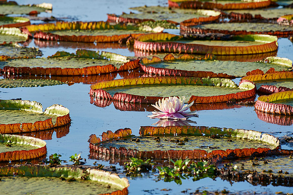 Giant Water Lily or Victoria Water lily